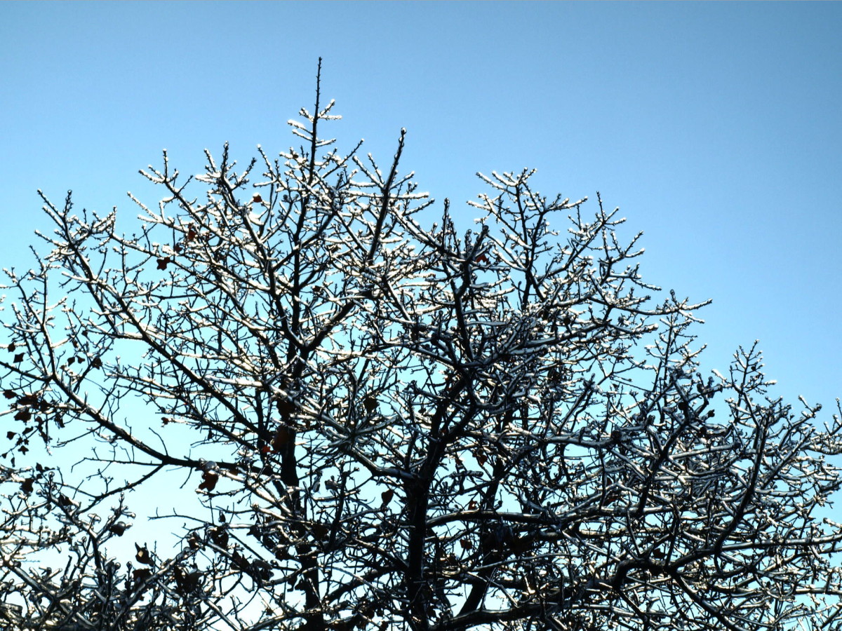 Ice on tree limbs after ice storm