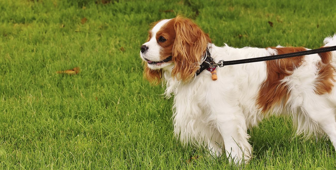 White & brown furry dog